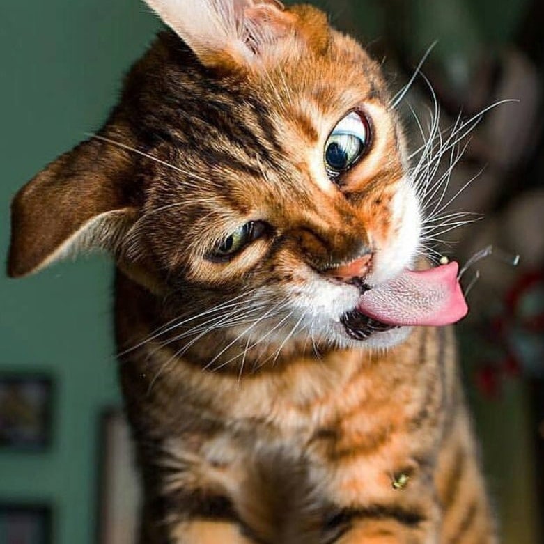 Что за гадость, эта рыба заливная