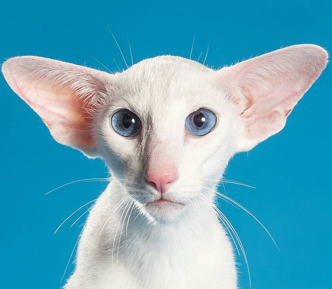 Белоснежка с голубыми глазками