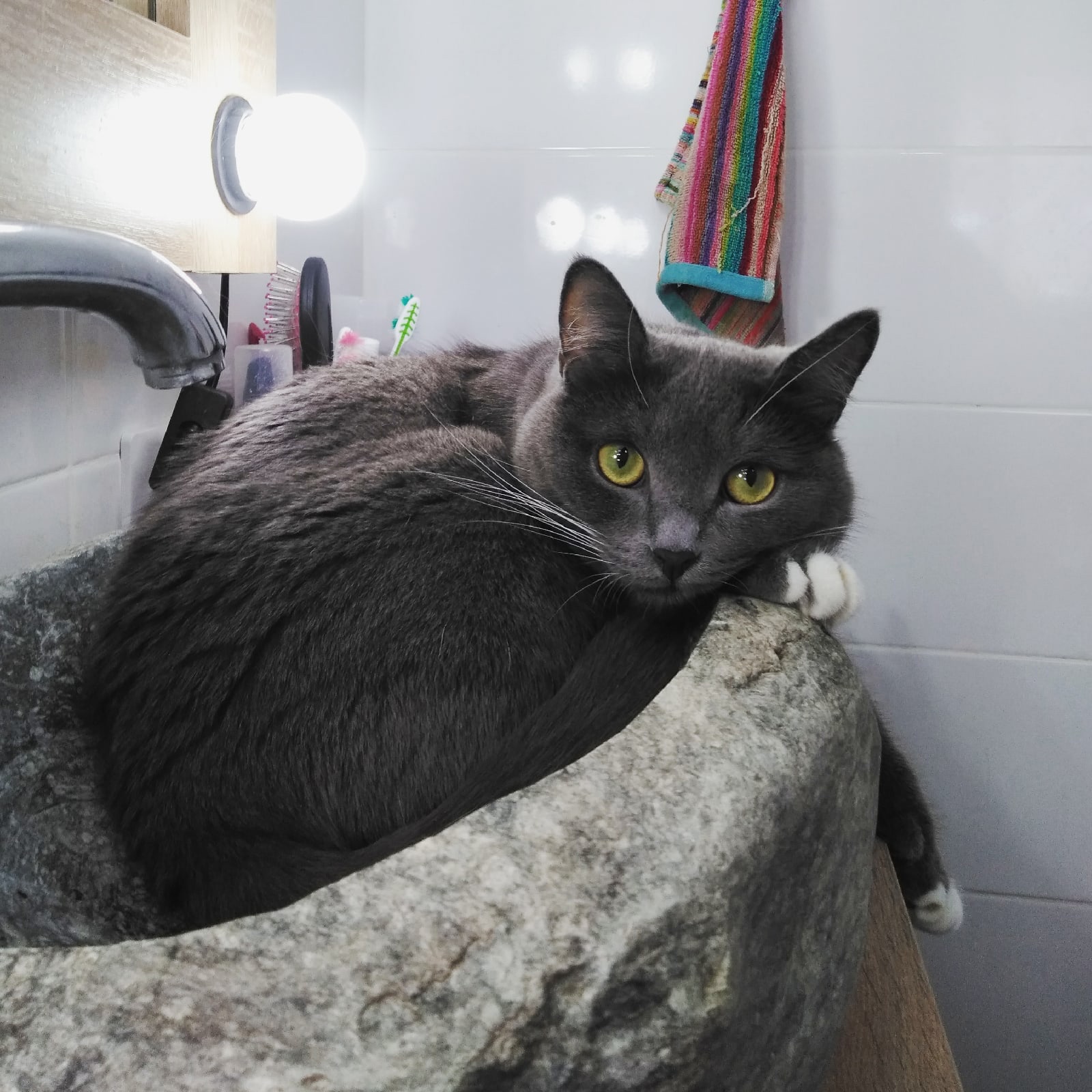 Хотите умыться, приласкайте кота