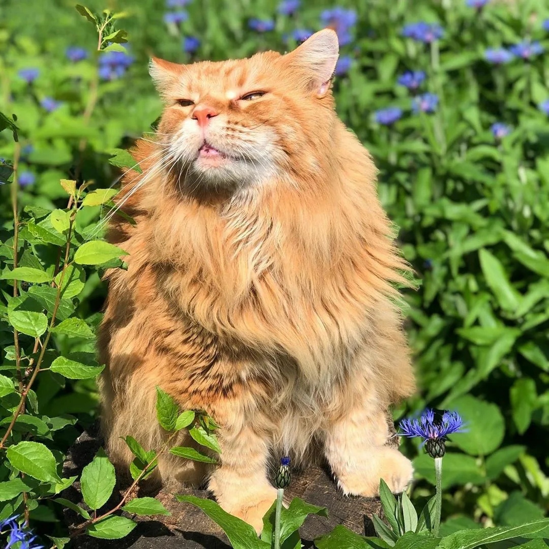 Лютики цветочки, у меня в садочку