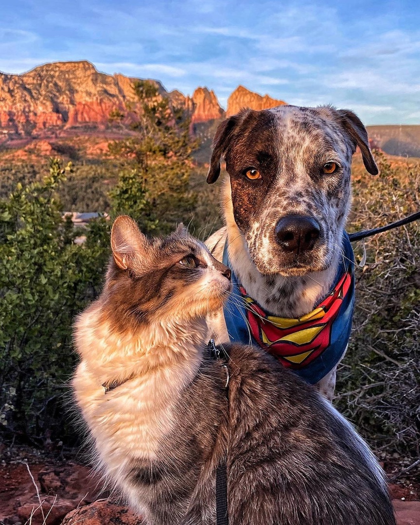 Шарик, ты нагулялся