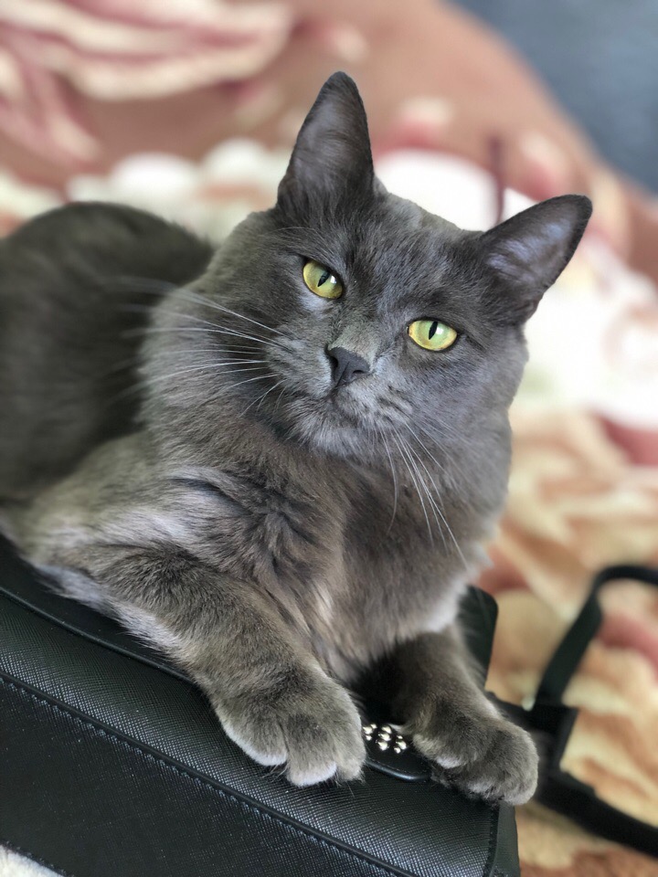 Опять утро, опять провожаю хозяйку на работу