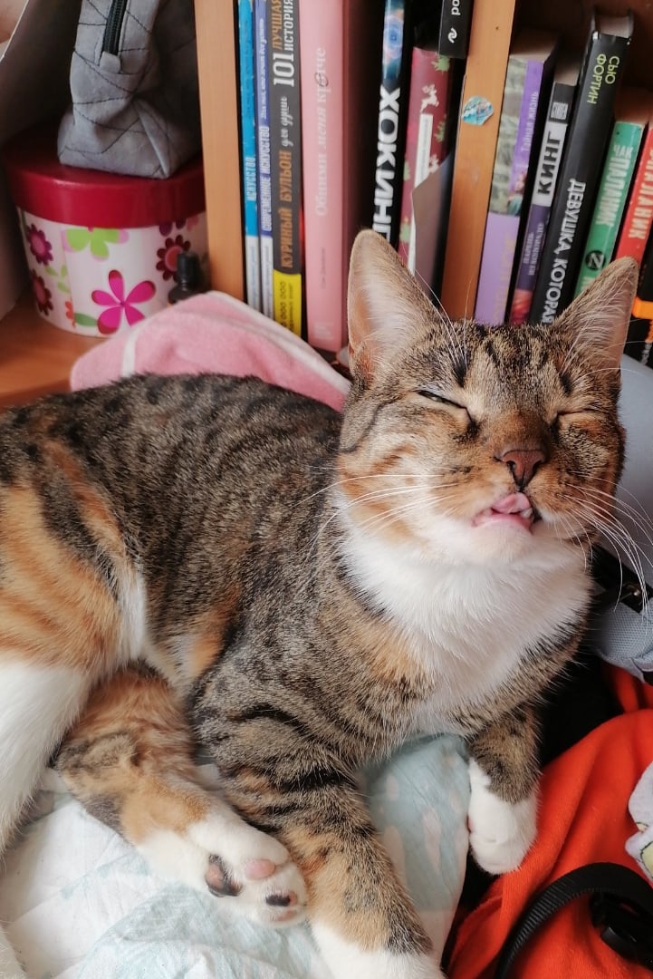 Всё, засыпаю