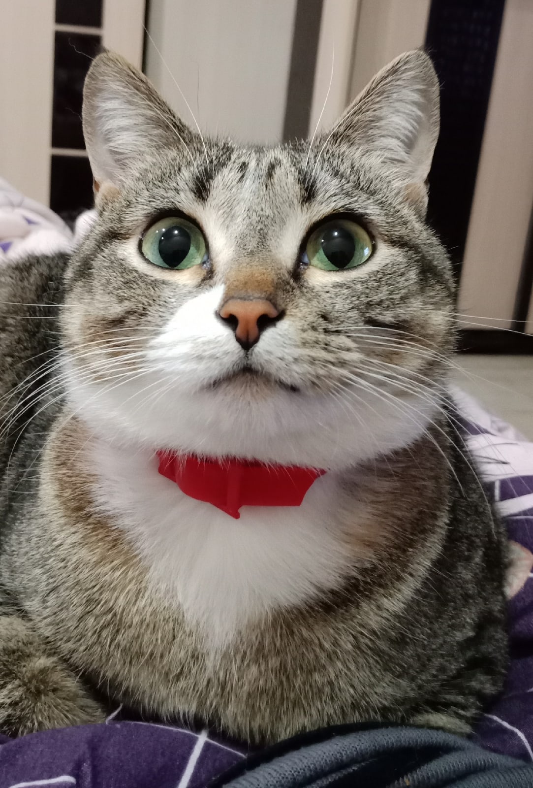 Хозяйка опять на работу собирается, а я любуюсь