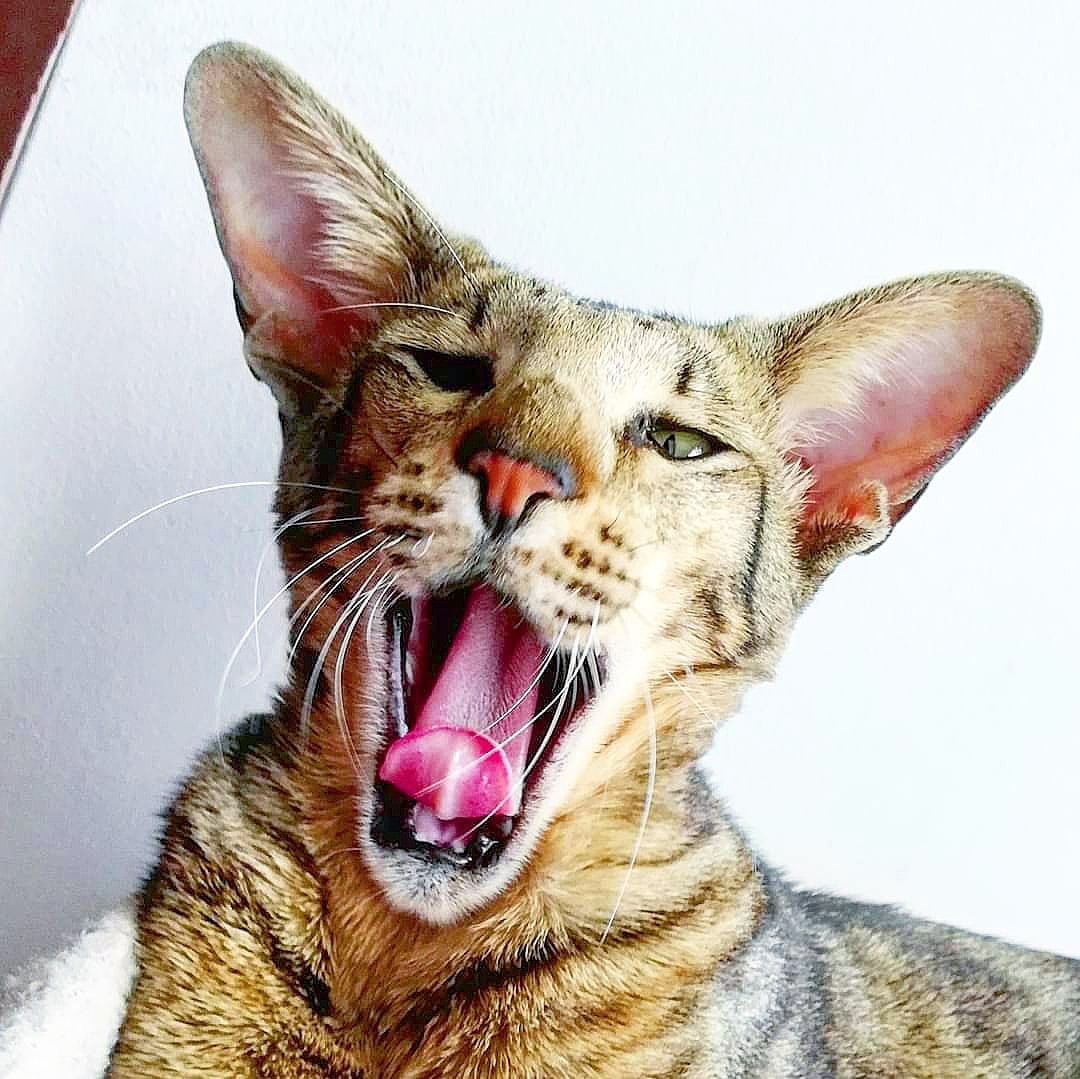 Вас тоже, рано разбудили