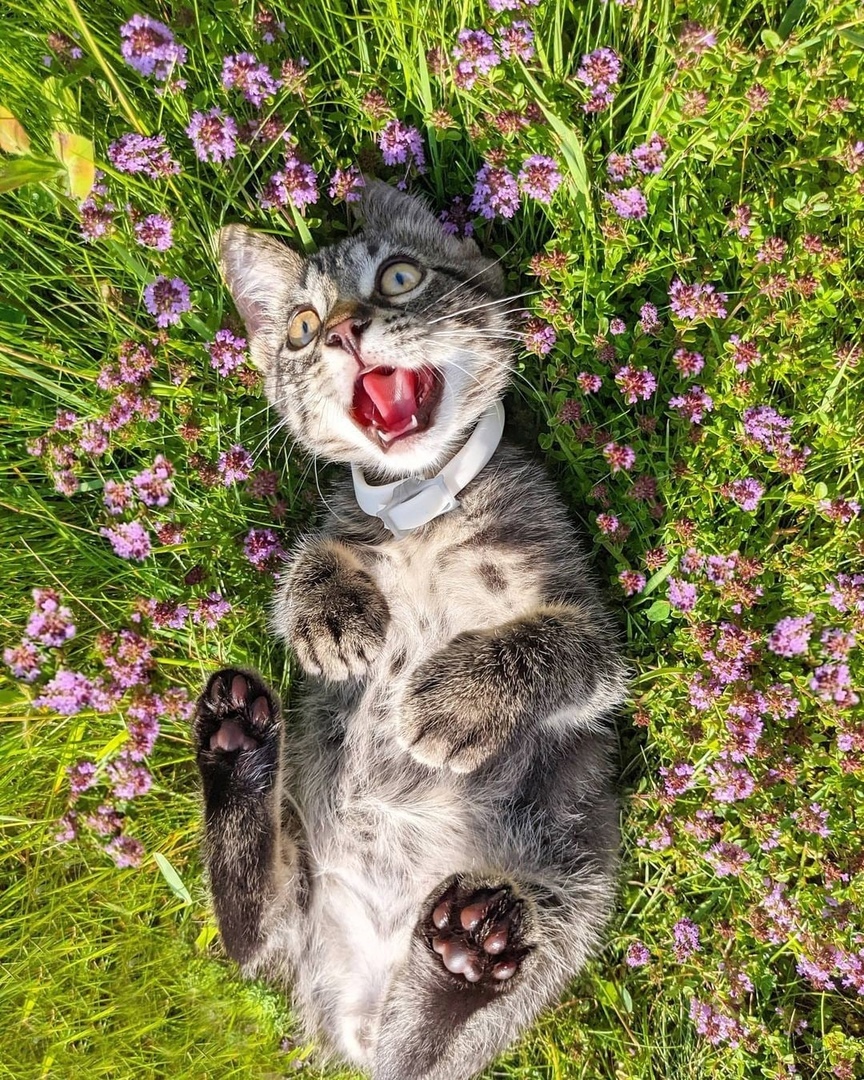 Вот он, цветочный рай