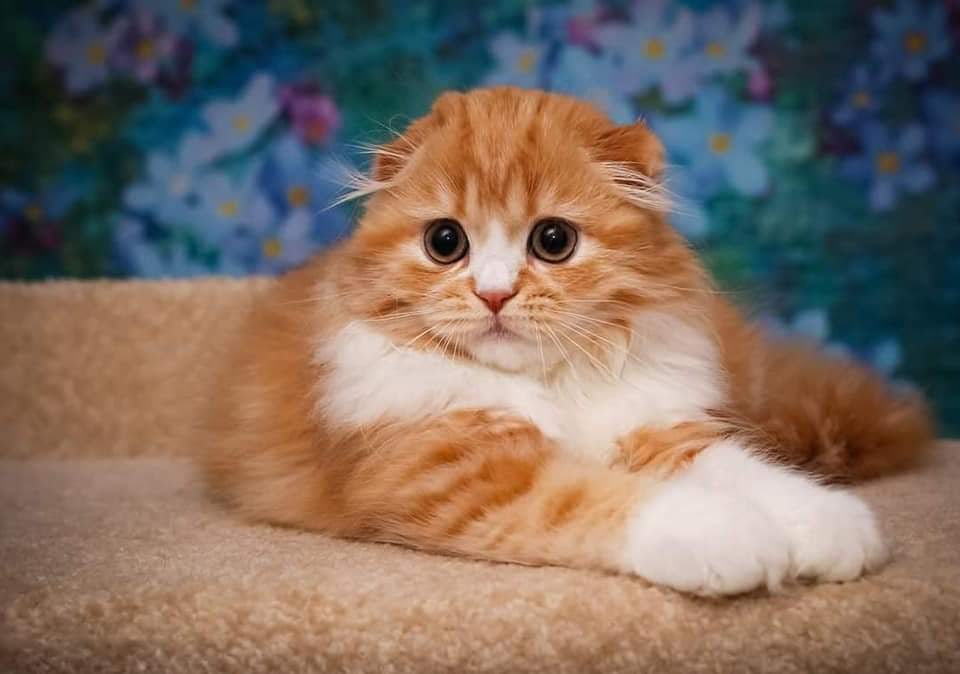 Я на кис - кис, не отзываюсь