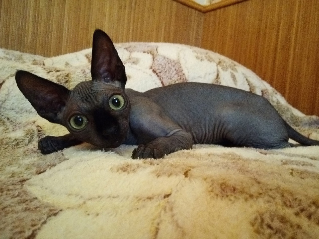 Даже не пытайтесь, приблизиться к кроватке