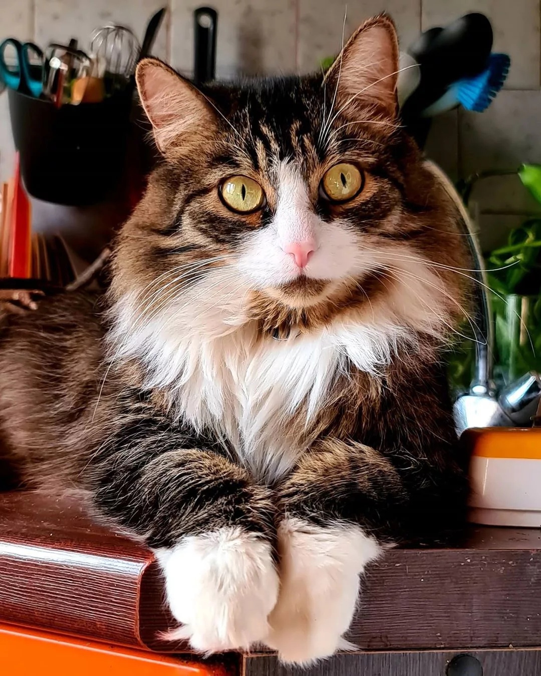 Главный дегустатор