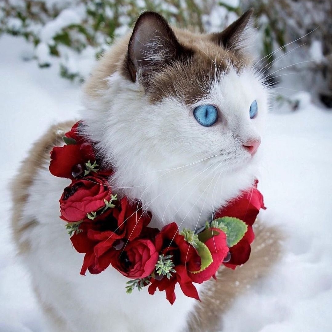 Весну высматриваю, не идёт ли