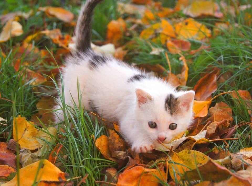 Где тут дичь, на которую я буду охотиться