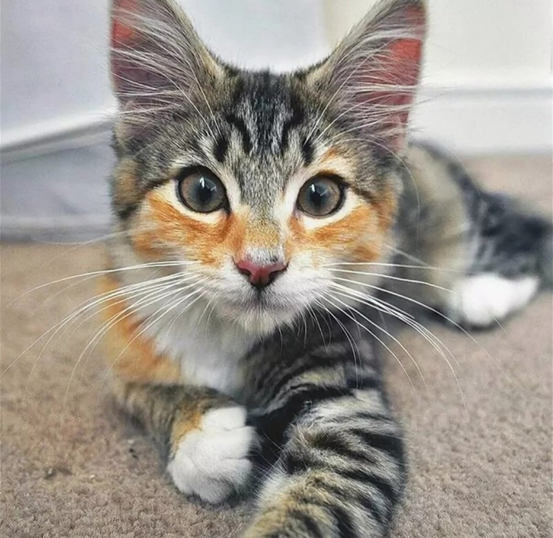 Может, пойдём в догонялки поиграем