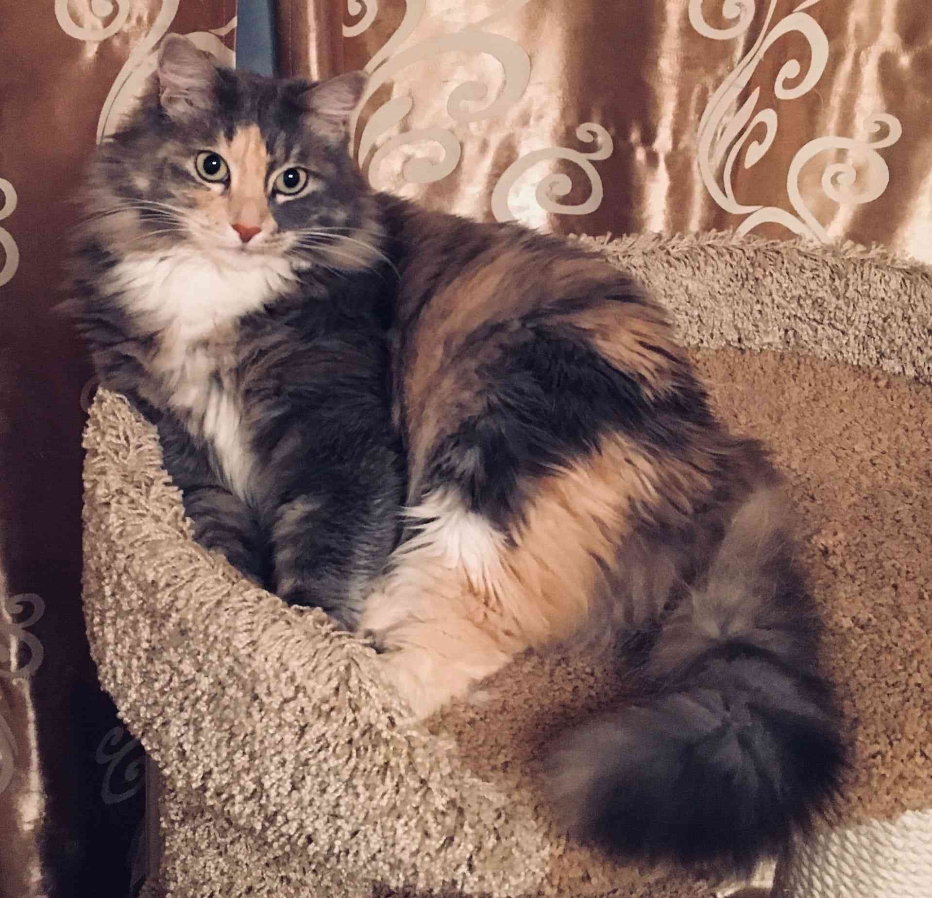 Красавица Милана