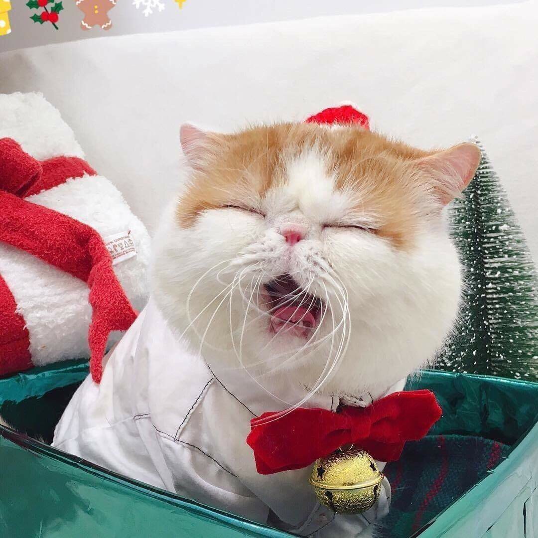 Подарок заказывали, вот он - я