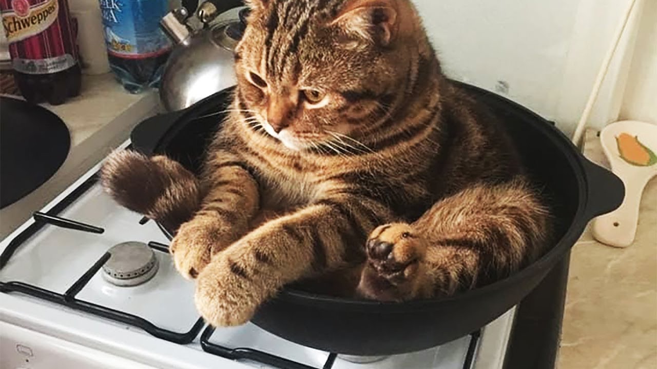 Если меня не покормят, умру прям в жаровне