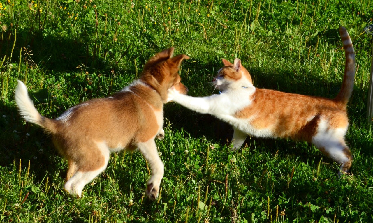 Сейчас, я тебя Шарик воспитаю