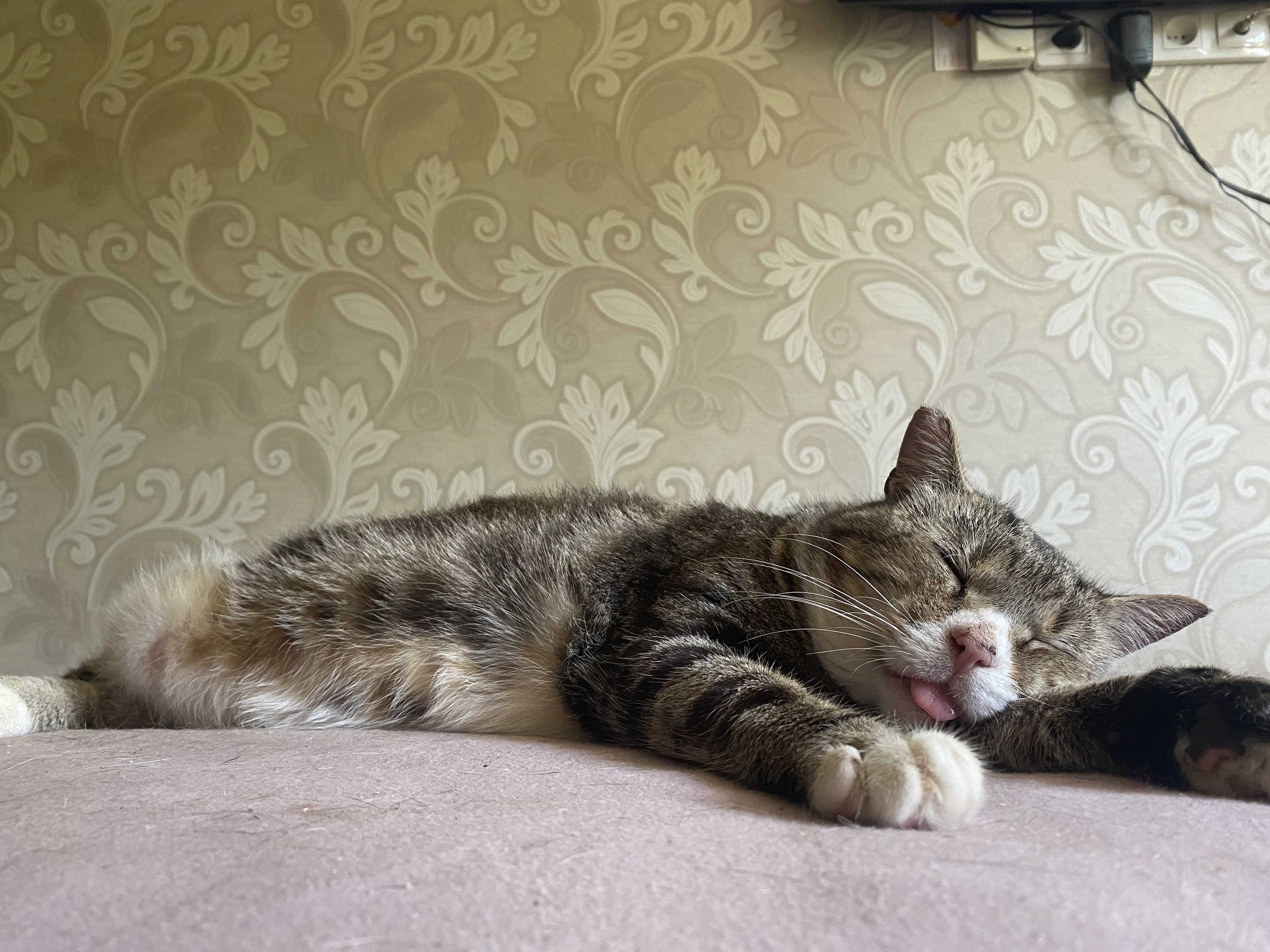 Всю ночь, бился за сердце прекрасной дамы и устал