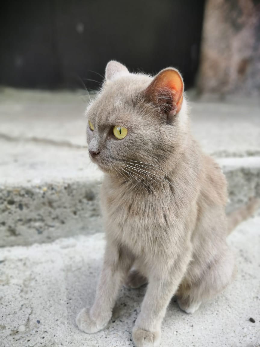 Я от бабушки ушёл, я от дедушки ушёл, куда дальше