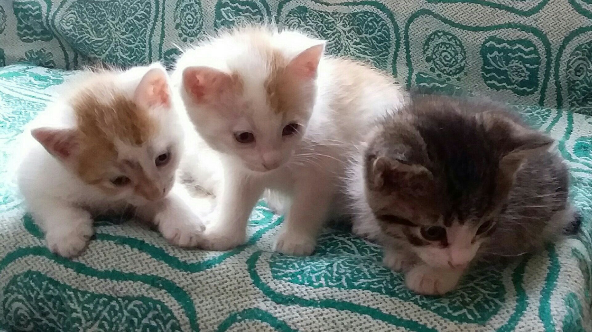 Кажется, мы придумали, чем займёмся