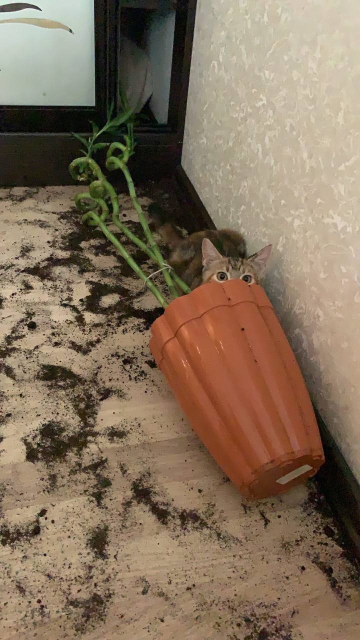 Тут никого нет, от сам упал