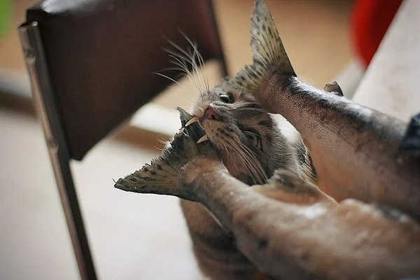 Хозяевам и одной рыбки хватит