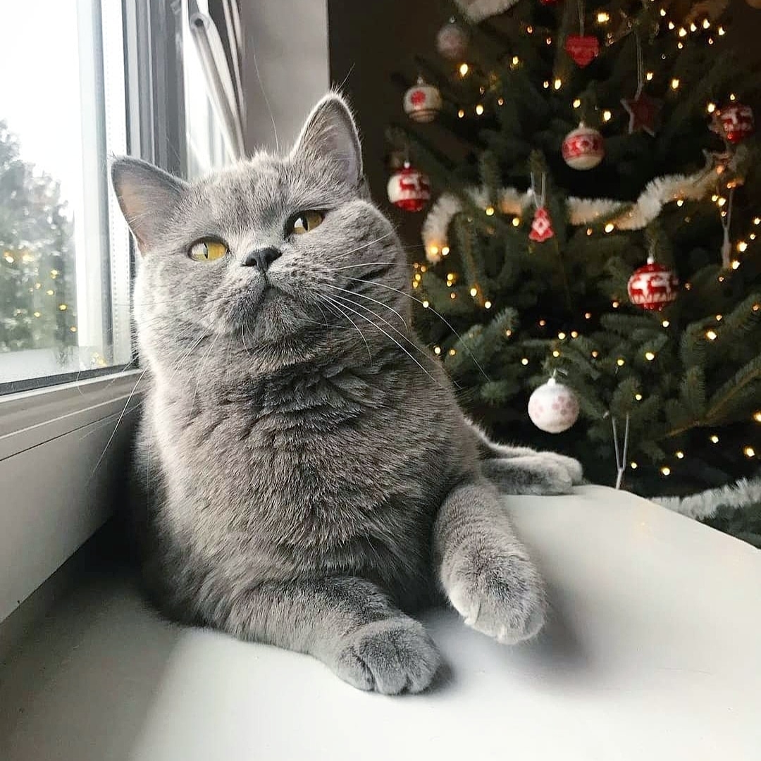 Красота вокруг - дома ёлочка, на улице деревья в снегу