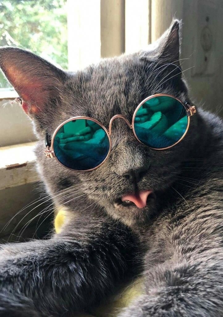 Эй чувихи, посмотрите, как я крут