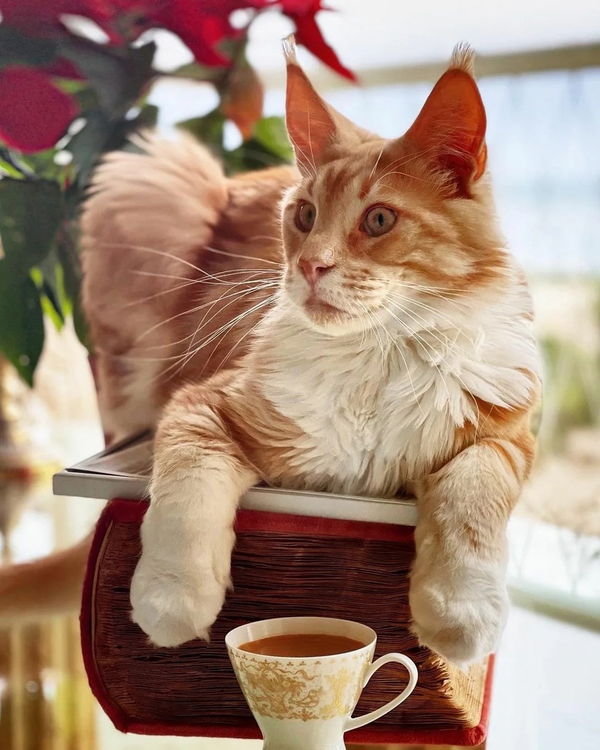 Кофе сами пейте, а мне дайте тёпленького молочка