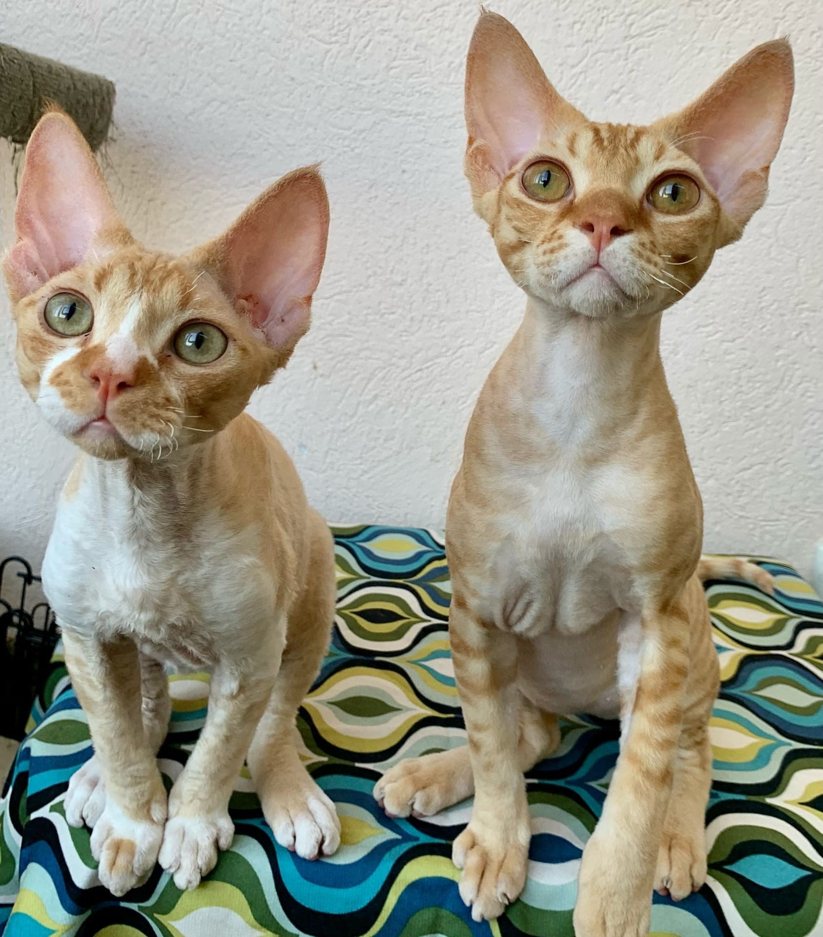 Любопытство - у нас в крови