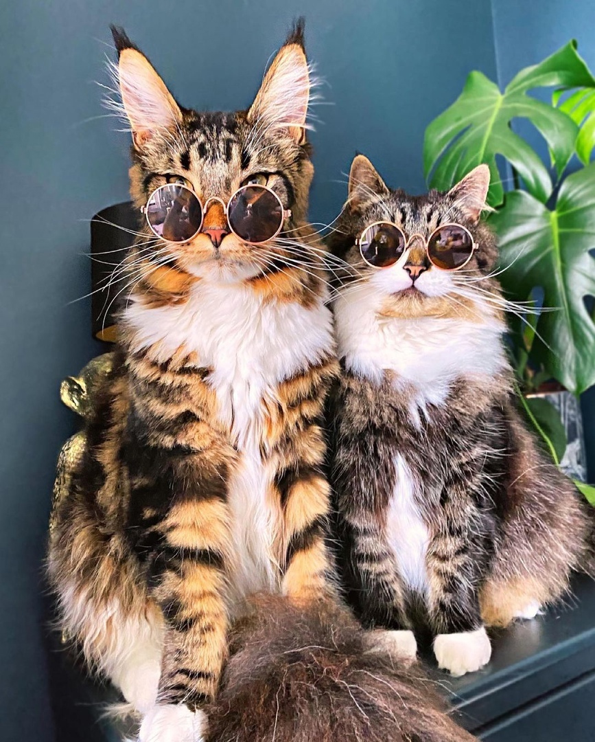 Мы тайные агенты, которые работают на свою хозяйку