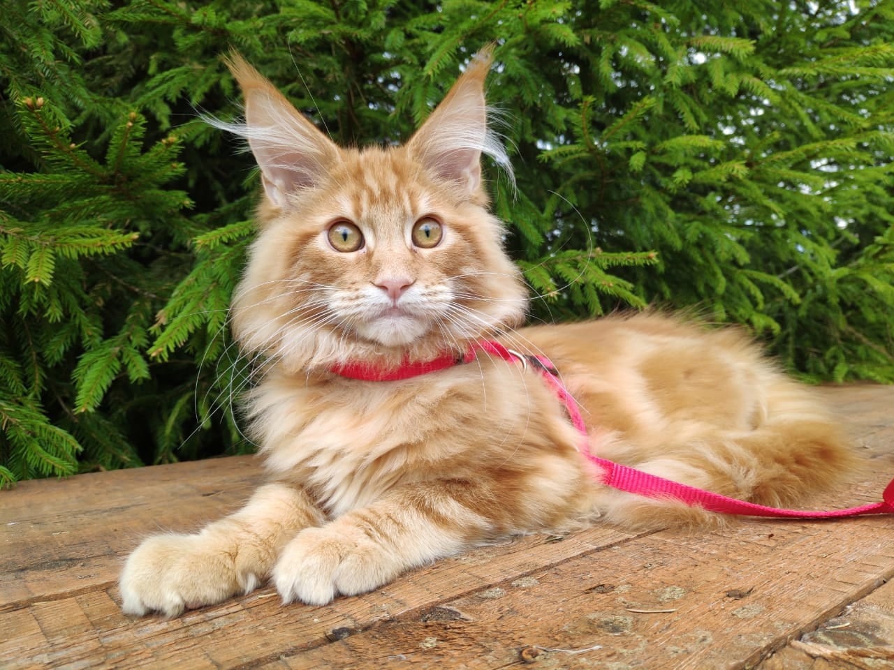 Я в первый раз на прогулке, страшно - жуть