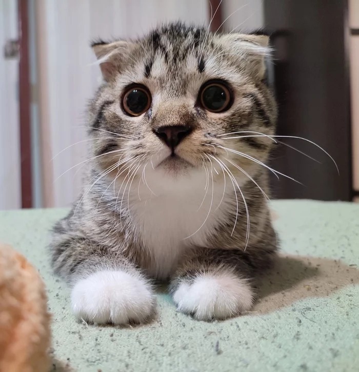 Хозяйка ругается, надеюсь не на меня