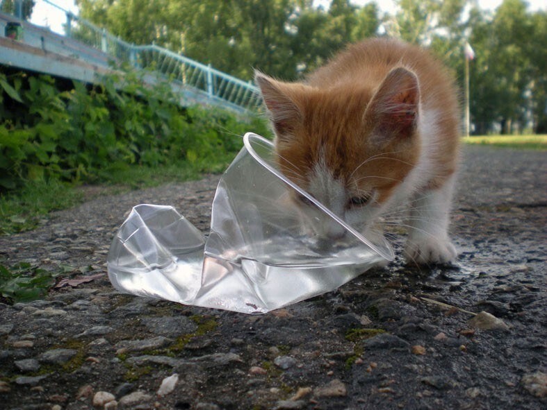 Вот таким, незатейливым способом можно напоить бездомное животное