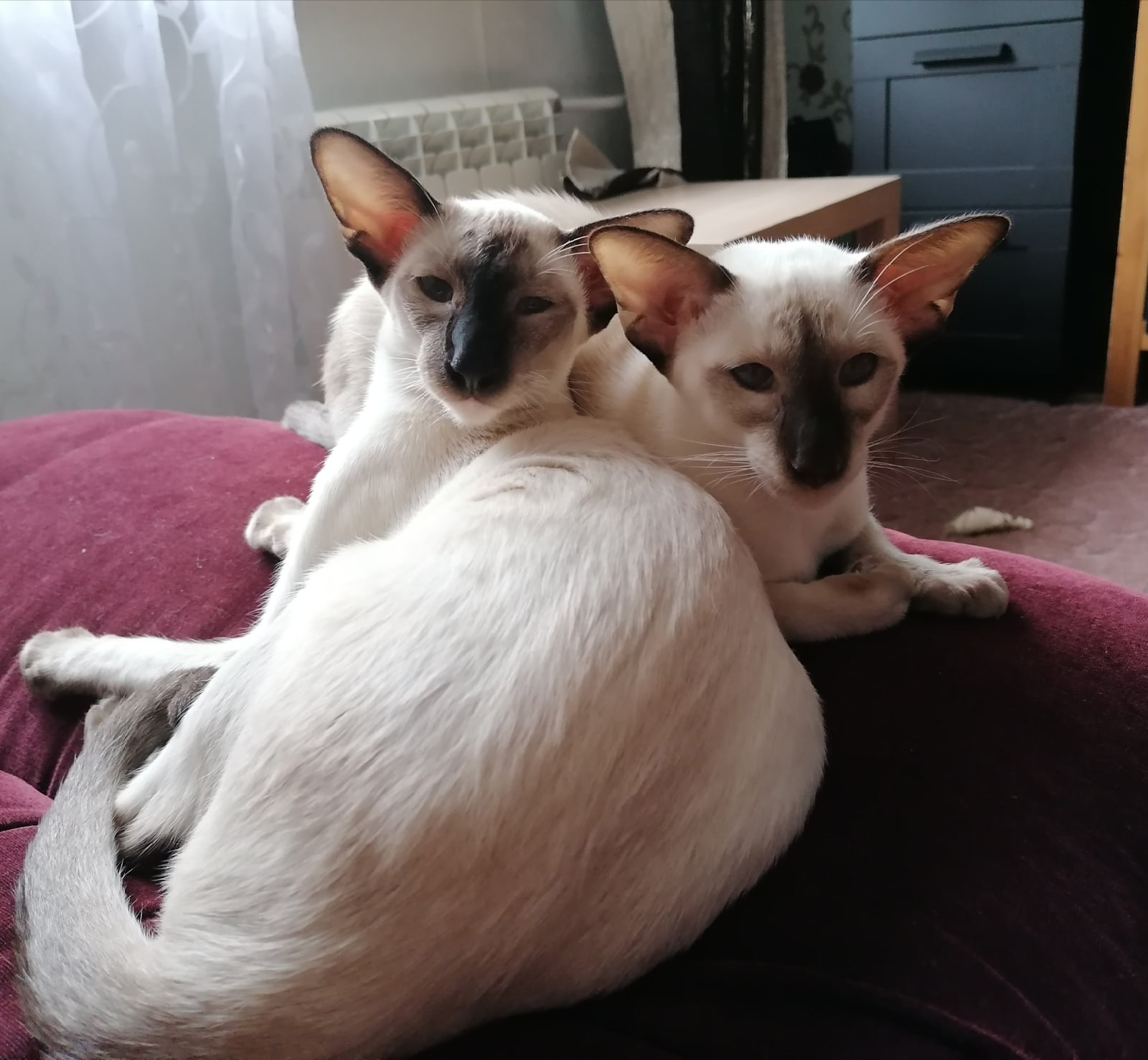 Мы хотим - вздремнуть