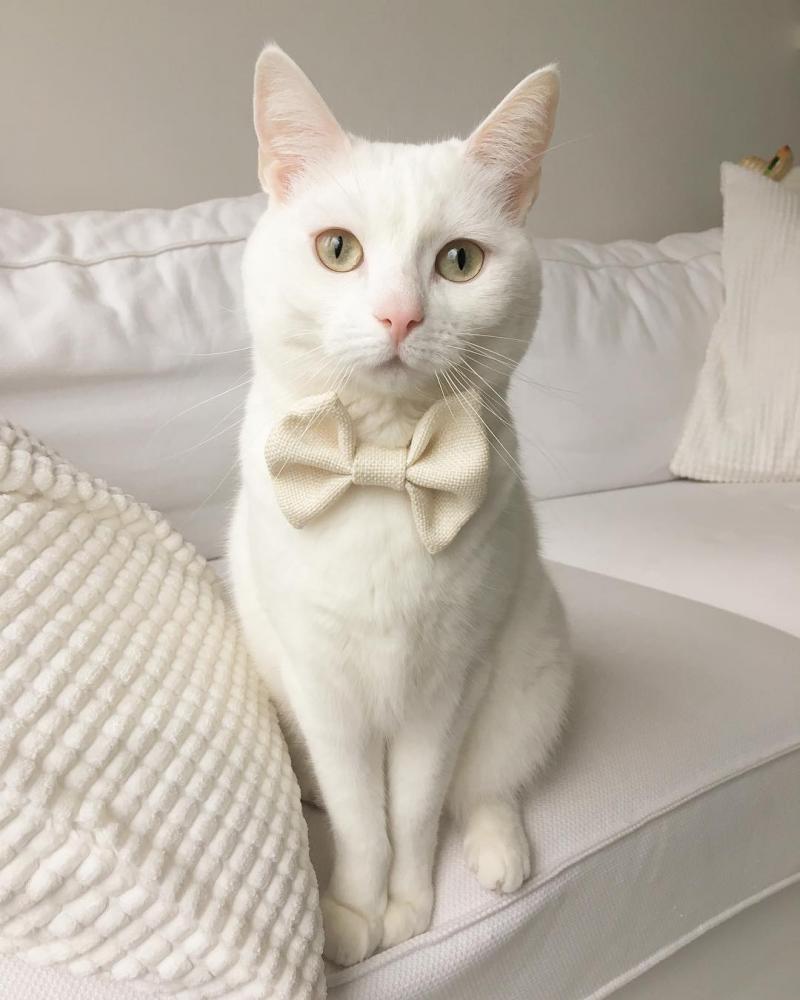 Сегодня праздник у девчат и я их поздравляю