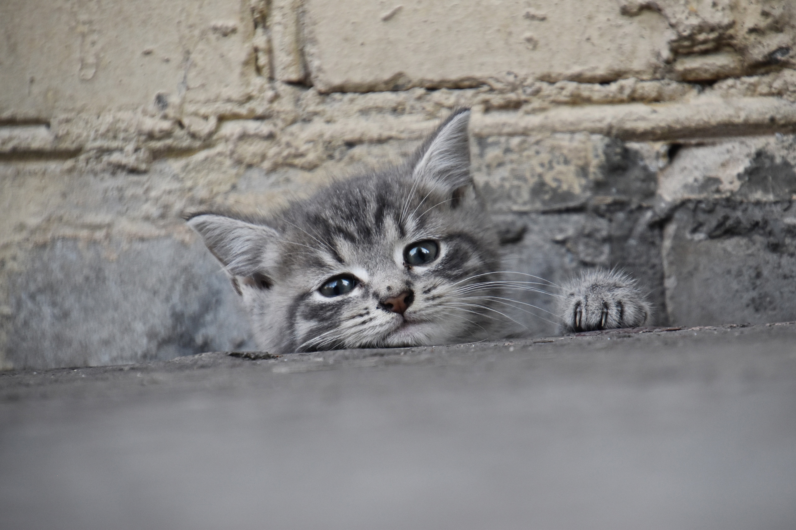 Вам, помощник нужен
