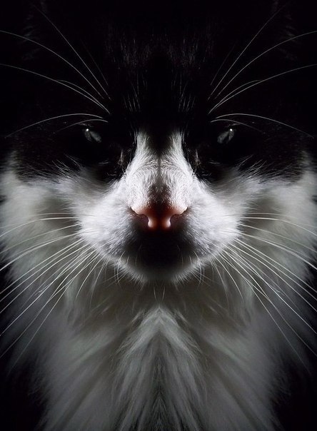 Чёрно - белый гипнотизёр