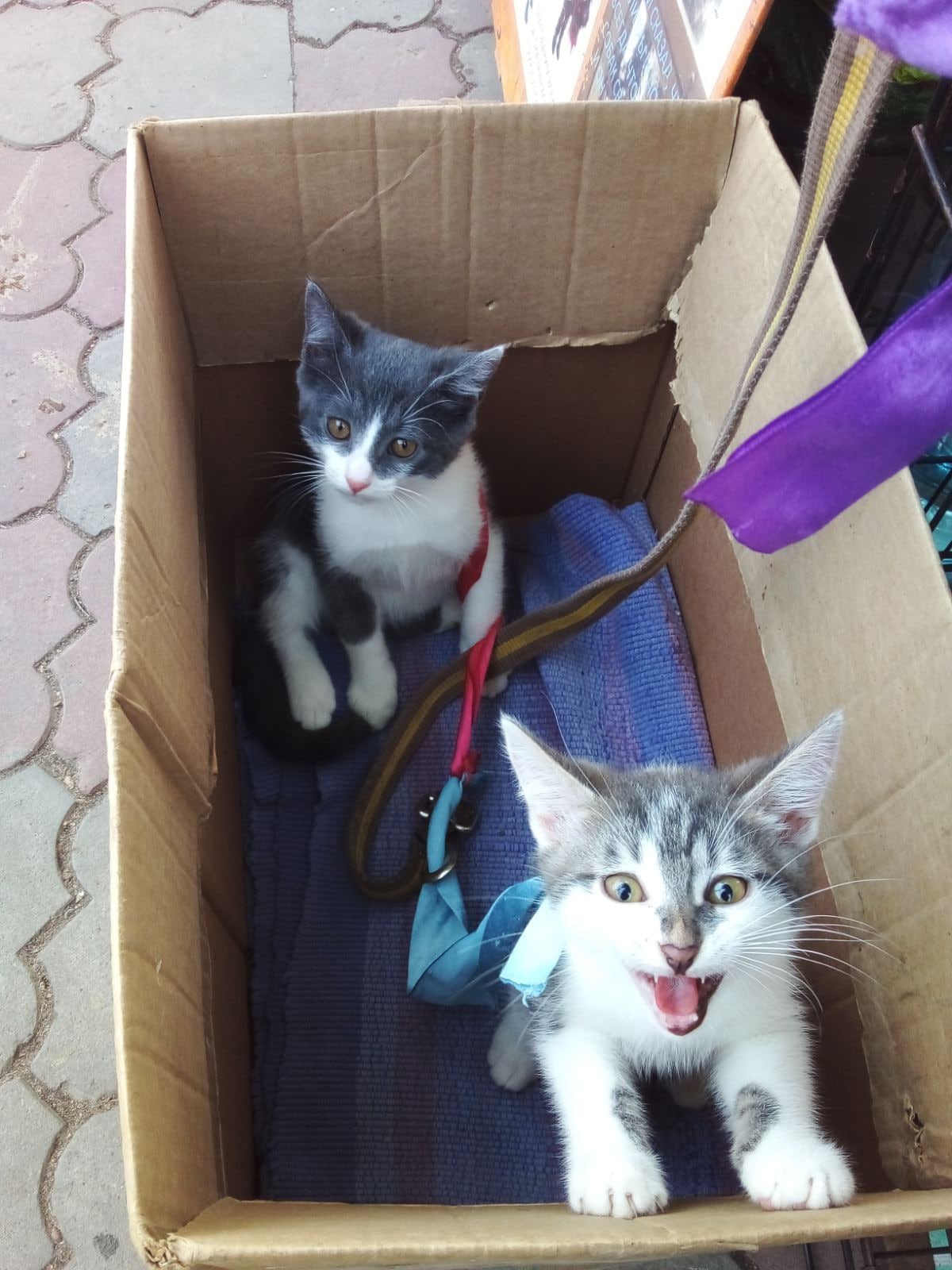 Безопасная прогулка