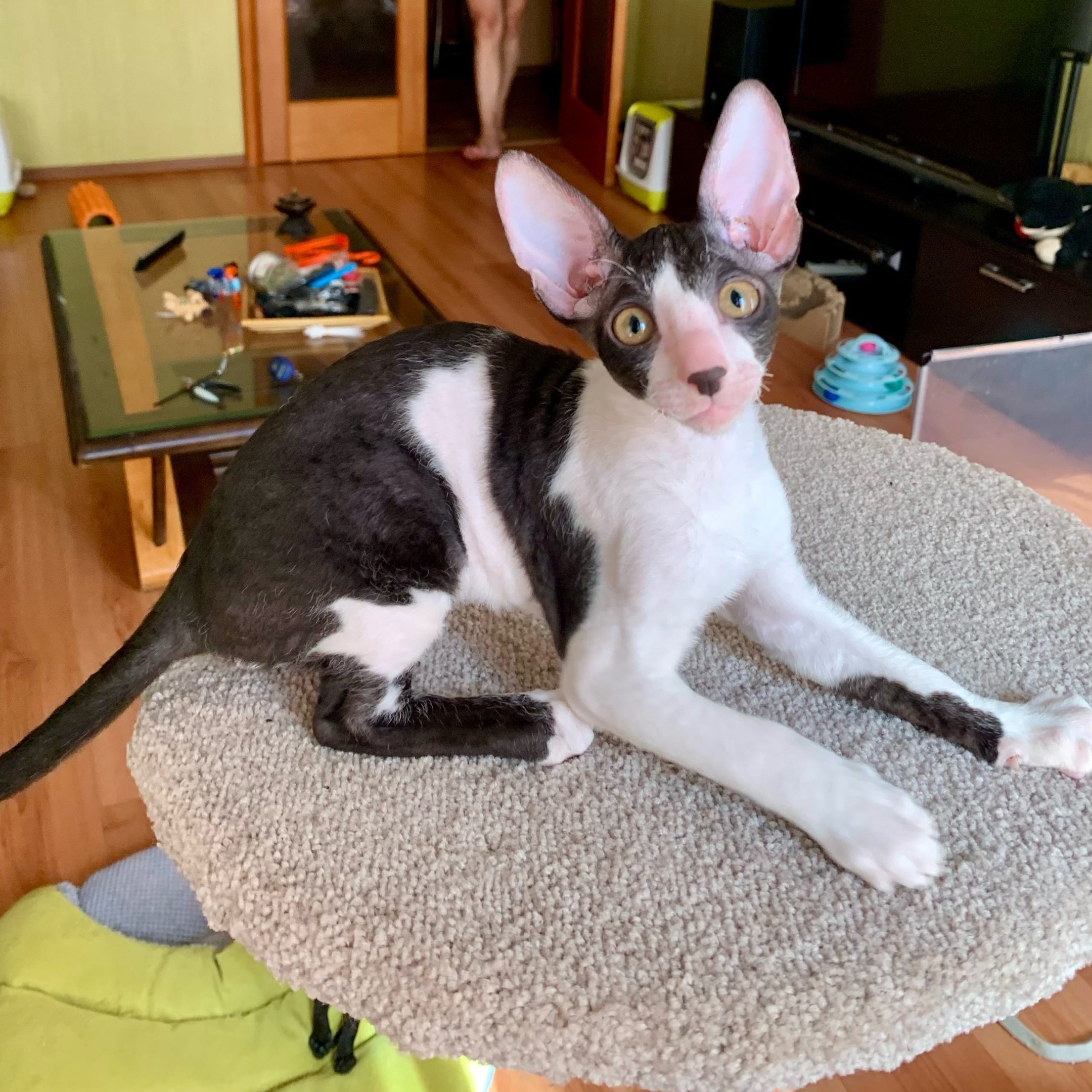 Мне срочно нужны - новые игрушки