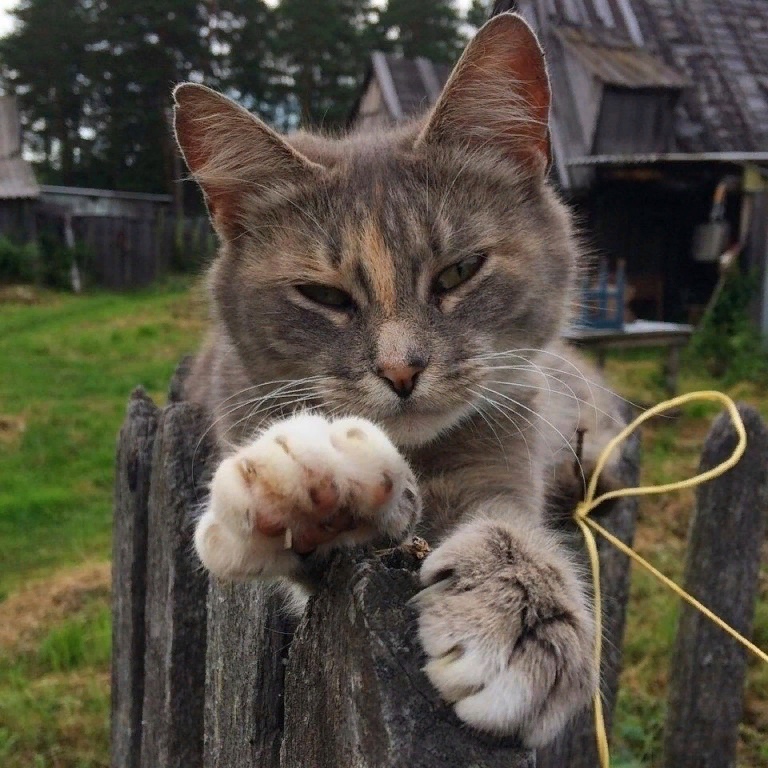 Красотка на заборе