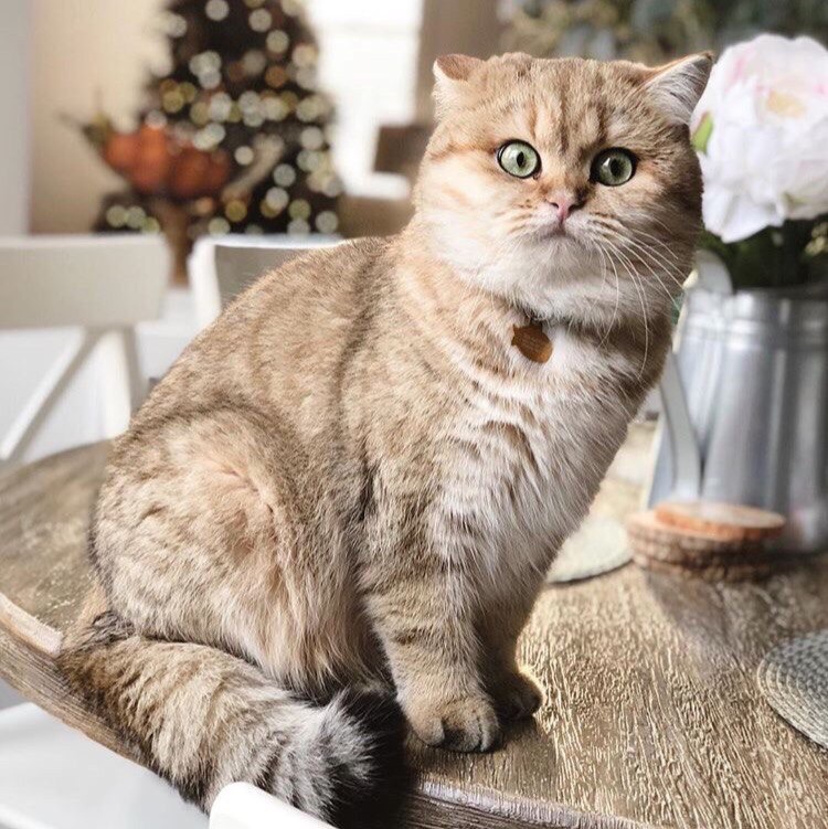 А что, мы сегодня без сладкого