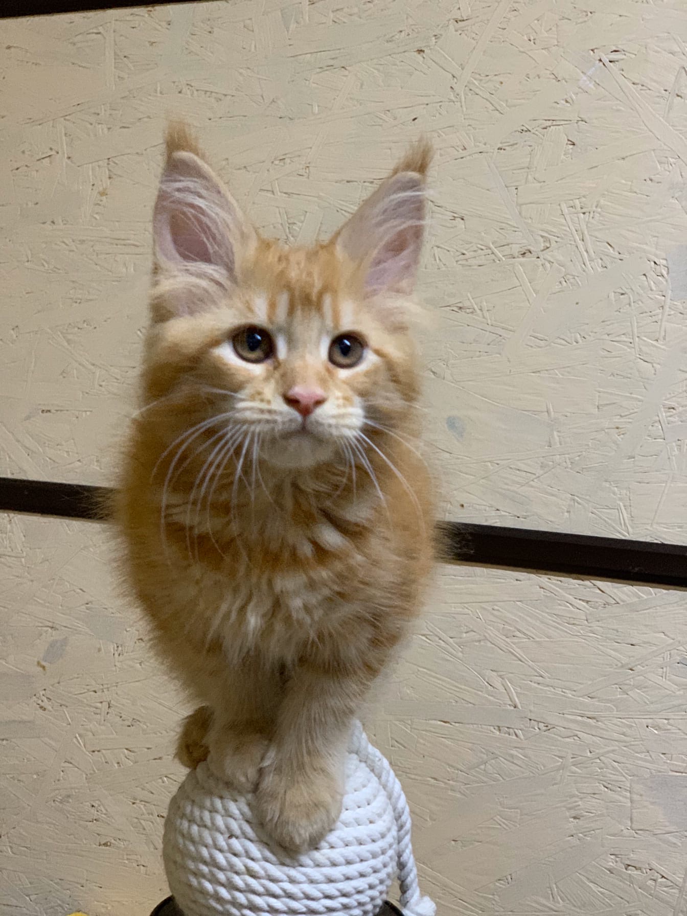 Рыжик на мячике