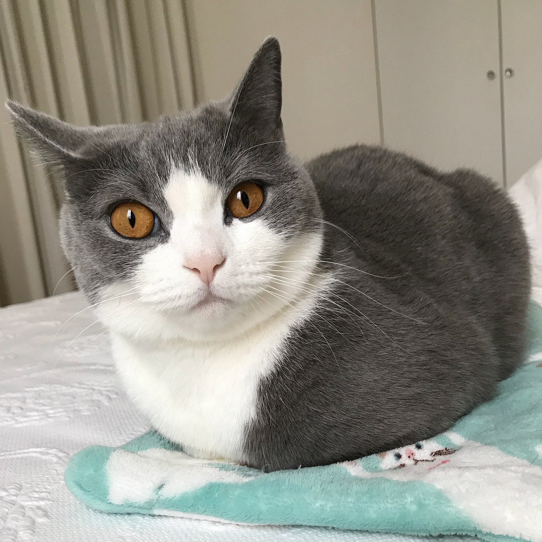 Похоже, хозяева без меня ужинать начали