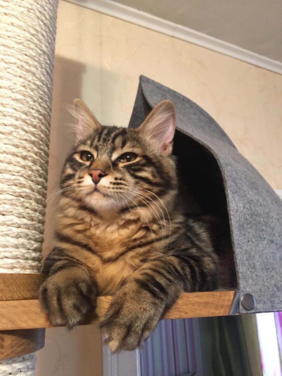 Как уговорить хозяина, купить мне домик побольше