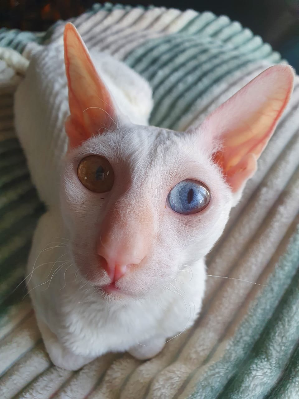 Белоснежка с чудными глазами