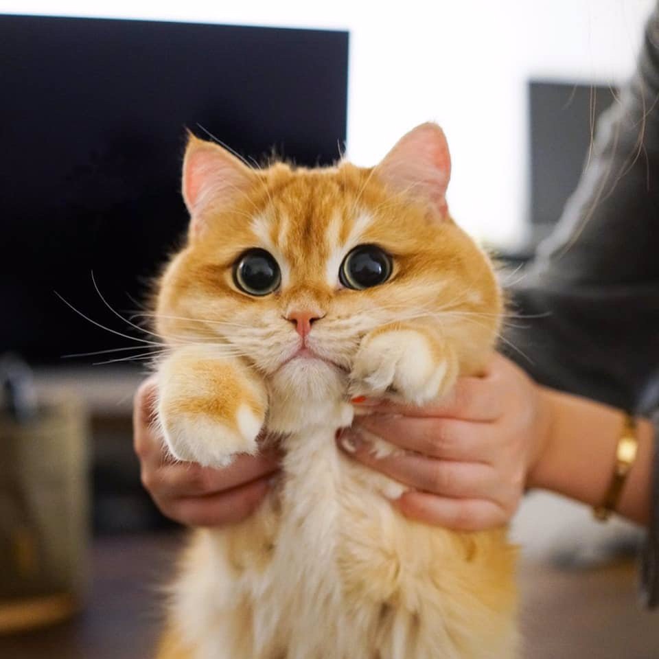 Сидела никого не трогала и тут - бац, нянчить стали