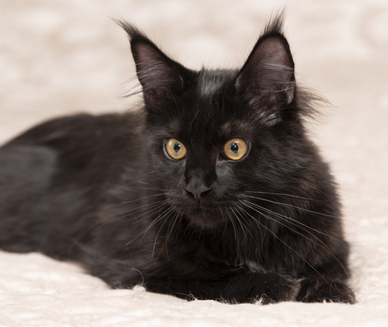 Мне сказали - спать, а я ни в одном глазу