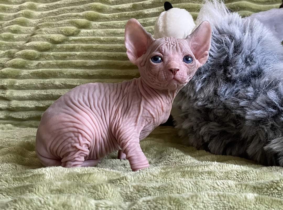 Закутайте меня в меховушку, а то я замёрз