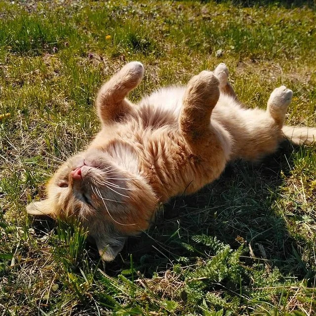 Я на травке лежу и на солнышко смотрю