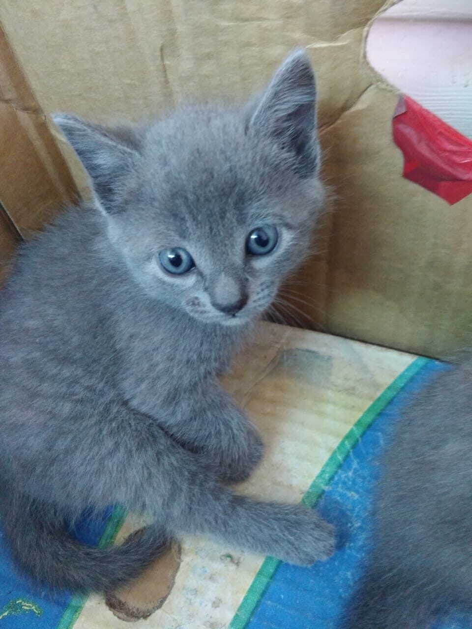 Я в коробочке сижу, никуда не ухожу